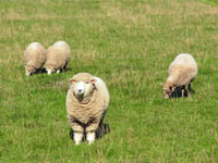 Organic sheep at Sams