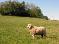 Sheep at Sams