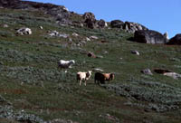 Southern Greenland near Igaliku